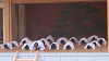 ise12 (142)_samu.gif